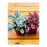 Gardenbox Hostes Çiçeği, 2 Adet, 10-15 cm, Kırmızı ve Beyaz, İç Mekan Bitkisi