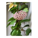 Gardenbox Hoya Carnosa Mum Çiçeği Fidanı, Kokulu Pembe Renk, 30-40 cm, Saksılı Dış Mekan Bitkisi