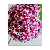Gardenbox Hoya Pubicalyx Yoğun Kokulu Mum Çiçeği Bitkisi Koleksiyon Serisi