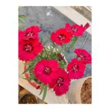 Gardenbox Hüsnüyusuf Çiçeği Fidanı (Sweet William) Kırmızı, Mini Saksılı, 1 Adet