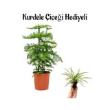Gardenbox İnce Yapraklı Salon Çamı, Yeşil, Tek Ebat, Kurdele Çiçeği Hediyeli