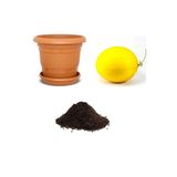Gardenbox İthal Saksı Kavunu Tohumu, 10 Adet Ekim Seti, Toprak ve Saksı Dahil