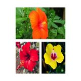 Gardenbox Japon Gülü Çiçeği Fidanı 3'lü Set, Sarı Kırmızı Turuncu, 40-60 cm, Saksılı Bodur Hibiscus