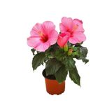 Gardenbox Japon Gülü Hibiscus Pembe Renk Çiçekli Kalın Yapraklı Ithal