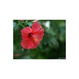 Gardenbox Japon Gülü Kırmızı Çiçeği Fidanı, 60cm, Saksılı