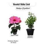 Gardenbox Japon Gülü Pembe ve Filbahri Çiçekli Saksılı 2'li Paket, 40-60 cm