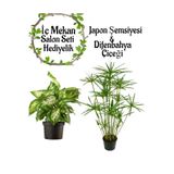 Gardenbox Japon Şemsiyesi (40-60 cm) Saksılı + Diğenbahya Çiçeği (20-40 cm) Saksılı, Set