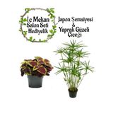Gardenbox Japon Şemsiyesi (40-60 cm) Saksılı + Dolgun Yaprak Güzeli Çiçeği Saksılı, Set