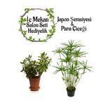 Gardenbox Japon Şemsiyesi (40-60) cm Saksılı + Para Çiçeği Bitkisi Saksılı, Set
