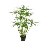 Gardenbox Japon Şemsiyesi 40-60 cm Saksılı + Tül Kuşkonmaz Çiçeği 15-25 cm Saksılı, Set
