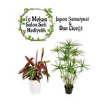 Gardenbox Japon Şemsiyesi 40-60cm + Pembe Dua Çiçeği Salon Seti, 2 Adet Saksılı