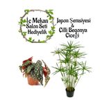 Gardenbox Japon Şemsiyesi 40-60cm Saksılı, Çilli Begonya Çiçeği Saksılı Salon Seti