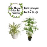 Gardenbox Japon Şemsiyesi 40-60cm Saksılı + Kurdele Çiçeği Saksılı Salon Seti
