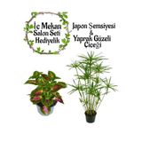 Gardenbox Japon Şemsiyesi 40-60cm Saksılı + Yaprak Güzeli Çiçeği Saksılı Salon Seti