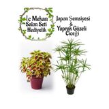 Gardenbox Japon Şemsiyesi 40-60cm Saksılı + Yaprak Güzeli Çiçeği Saksılı, Set