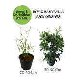 Gardenbox Japon Şemsiyesi Saksılı + Beyaz Mandevilla Çiçeği Saksılı Salon Seti