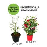 Gardenbox Japon Şemsiyesi Saksılı + Kırmızı Mandevilla Çiçeği Saksılı Salon Seti