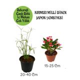 Gardenbox Japon Şemsiyesi Saksılı + Kırmızı Milli Dikenler Tacı Saksılı, İç Mekan Bitkileri Seti