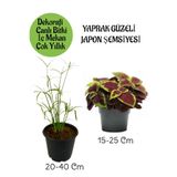 Gardenbox Japon Şemsiyesi Saksılı + Yaprak Güzeli Çiçeği Saksılı İç Mekan Bitkileri Seti