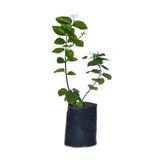 Gardenbox Jasminum Sambac Maid Of Orleans Ful Yasemin Fidanı, 40-60 cm