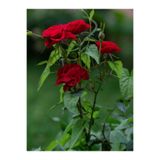 Gardenbox Kadife Kırmızı Gül Fidanı, 6 Adet, Yediveren, Kokulu, Saksılı, 50-75 cm