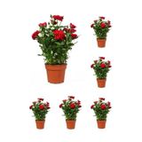 Gardenbox Kadife Kırmızı Gül Fidanı, Yediveren Kokulu, 6 Adet Saksılı, 40-60 cm, Dış Mekan