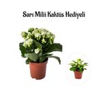 Gardenbox Kadınlar Gününe Özel Beyaz Kalanşo-Emel Hanım Çiçeği, Sarı Milli Hediyeli