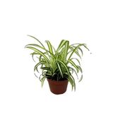 Gardenbox Kadınlar Gününe Özel Hediyelik Kurdele Çiçeği Tül Kuşkonmaz