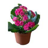 Gardenbox Kadınlar Gününe Özel Hediyelik Pembe Kalanşo Çiçeği, Tül Kuşkonmaz