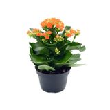 Gardenbox Kadınlar Gününe Özel Hediyelik Turuncu Kalanşo Çiçeği Tül Kuşkonmaz
