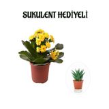 Gardenbox Kadınlar Gününe Özel Sarı Kalanşo Çiçeği, Sukulent Hediyeli