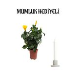 Gardenbox Kadınlar Gününe Özel Sarı Renk Japon Gülü Hibiscus Rosa, Mumluk Hediyeli