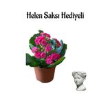 Gardenbox Kalanşo (Kalanchoe) Çiçeği, Kırmızı Renk, Helen Saksı Hediyeli