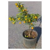 Gardenbox Kamkat Fidanı Saksılı, 3.5 Yaş, 60-90 cm, Bol Verimli