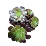 Gardenbox Kampanyalı Aeonium Arboreum Var. Atropurpureum Sukulent Bitki