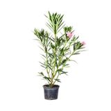 Gardenbox Kampanyalı Zakkum Fidanı Pembe 1 Adet Saksılı/tüplü (70-100cm) Dış Mekan (oleander)