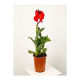 Gardenbox Kana Tespih Çiçeği Kırmızı, 30-50 cm, 1 Adet Saksılı Dış Mekan Bitkisi