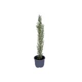 Gardenbox Kara Selvi-Mezarlık Servi 30-50 cm Tüplü Dış Mekan Ağacı, Cupressus Sempervirens