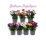 Gardenbox Karışık Renk Bodrum Papatyası, 4 Adet Saksılı Balkon Bahçe Çiçeği