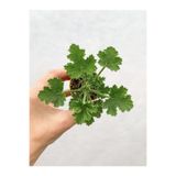 Gardenbox Karışık Renk Ceylangözü Sardunya Çiçeği Fidesi, 5-15 cm, Saksılı, Çiçekli Bodur Geranium