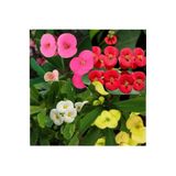 Gardenbox Karışık Renk Dikenler Tacı Çiçeği Fidanı, 4 Adet Set, 15-25 cm, Saksılı, Euphorbia