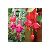 Gardenbox Karışık Renk Küpeli Çiçeği, 2 Adet, 10-15 cm Mini Saksıda, Çiçekli Bodur Bitkiler
