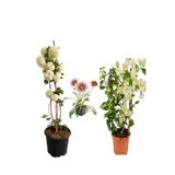 Gardenbox Kartopu Çiçeği, Beyaz Begonvil, Pembe Gazanya Saksılı Bahçe Seti, Çok Renkli