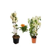 Gardenbox Kartopu Çiçeği, Beyaz Begonvil, Turuncu Gazanya Saksılı Bahçe Seti, Çok Renkli