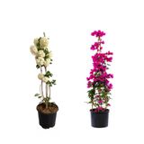 Gardenbox Kartopu Çiçeği, Fuşya Begonvil, Turuncu Gazanya Hediyeli Saksılı Bahçe Seti, Çok Renkli