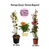Gardenbox Kartopu Çiçeği, Kırmızı Begonvil, Turuncu Gazanya Hediyeli Saksılı Bahçe Seti, Çok Renkli