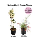 Gardenbox Kartopu Çiçeği + Kırmızı Mercan Saksılı Bahçe Peyzaj Seti, 2 Adet