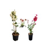 Gardenbox Kartopu Çiçeği, Kırmızı Oya Ağacı, Pembe Gazanya Hediyeli Saksılı Bahçe Seti, Çok Renkli