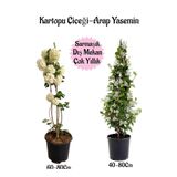 Gardenbox Kartopu Çiçeği + Kokulu Arap Yasemini Saksılı Bahçe Peyzaj Seti, Çok Renkli