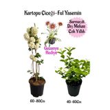 Gardenbox Kartopu Çiçeği, Kokulu Ful Yasemin, Pembe Gazanya Hediyeli Saksılı Bahçe Seti, Çok Renkli